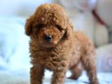 Hari̇ka Kali̇tede Poodle Bebekler