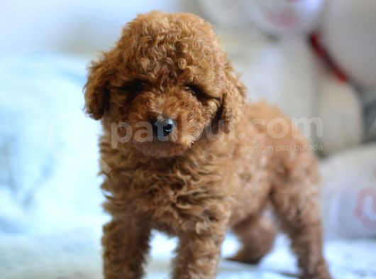 Hari̇ka Kali̇tede Poodle Bebekler görsel