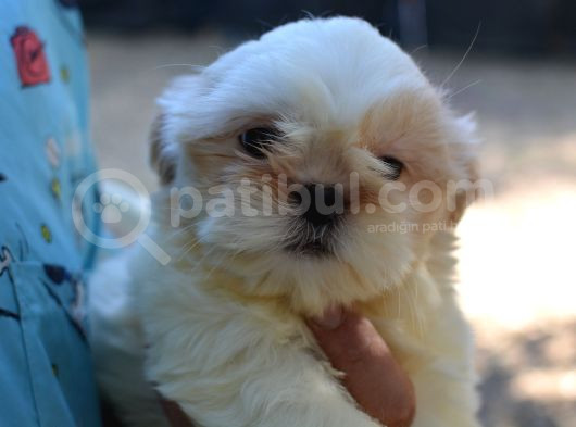 Shi̇h Tzu Yavrularr görsel