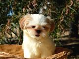 Shi̇h Tzu Yavrularr