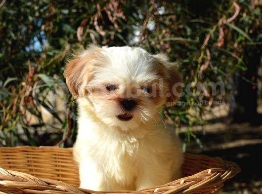 Shi̇h Tzu Yavrularr görsel