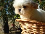 Shi̇h Tzu Yavrularr