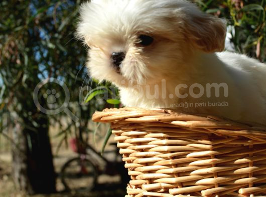 Shi̇h Tzu Yavrularr görsel