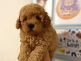 Kıpkırmızı Red tooy poodle sevimli yavrular 