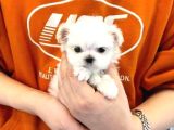 A Kalite Maltese Terrier Yavrularımız