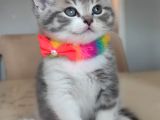 2 aylık sağlıklı ve çok cana yakın yavru kedi