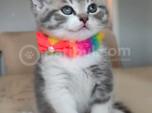 2 Aylık Sağlıklı Ve Çok Cana Yakın Yavru Kedi