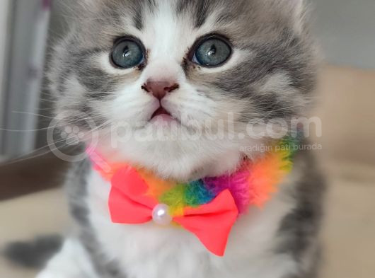 2 Aylık Çok Cana Yakın Yavru Kedi görsel