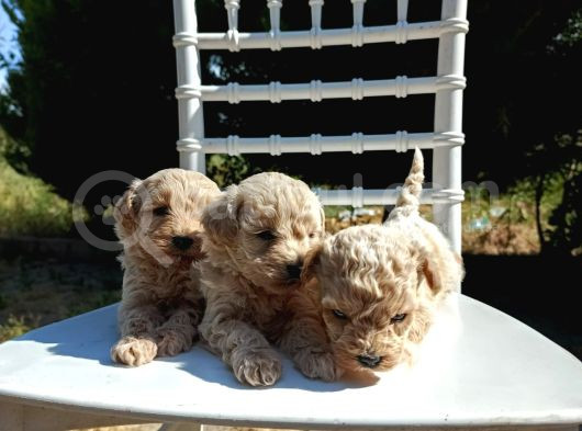 0 Numara Maltipoo Bebekler görsel