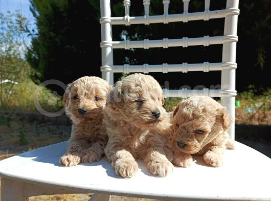 0 Numara Maltipoo Bebekler