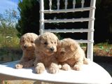 0 Numara Maltipoo Bebekler
