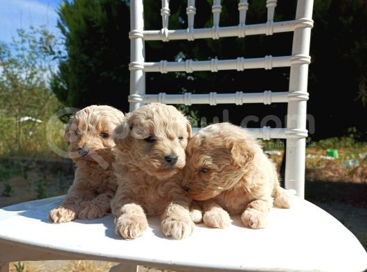 0 Numara Maltipoo Bebekler görsel