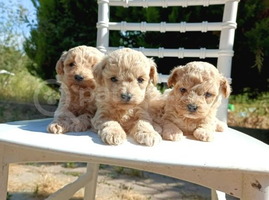 0 Numara Maltipoo Bebekler görsel