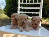 0 Numara Maltipoo Bebekler