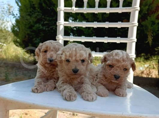 0 Numara Maltipoo Bebekler görsel