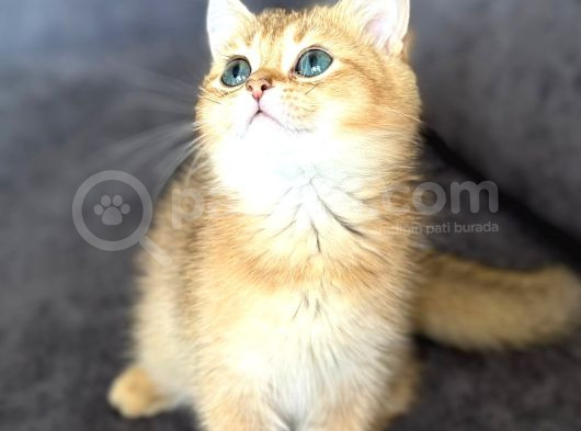 A Kalite Bri̇ti̇sh Shorthai̇r Golden Beyaz Blupoi̇nt Yavrular görsel