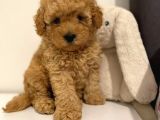 Kahve tonlu mini boy puppy sevimli yavrular MALTİPO CİNSİ 