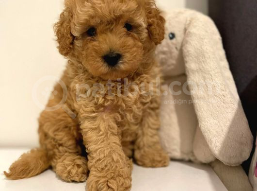 Kahve Tonlu Mini Boy Puppy Sevimli Yavrular Malti̇po Ci̇nsi̇ 
