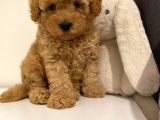 Kahve Tonlu Mini Boy Puppy Sevimli Yavrular Malti̇po Ci̇nsi̇ 