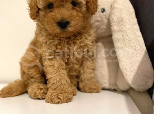 Kahve Tonlu Mini Boy Puppy Sevimli Yavrular Malti̇po Ci̇nsi̇  görsel