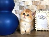 A kalite BRİTİSH SHORTHAİR GOLDEN BEYAZ BLUPOİNT yavrular