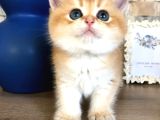 A Kalite Bri̇ti̇sh Shorthai̇r Golden Beyaz Blupoi̇nt Yavrular