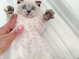 Scottish Fold Blue Point Bal Köpüğü Yavru