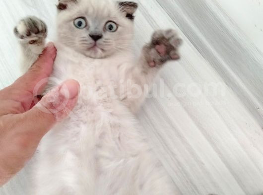 Scottish Fold Blue Point Bal Köpüğü Yavru