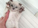 Scottish Fold Blue Point Bal Köpüğü Yavru