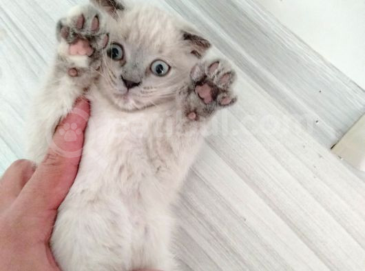 Scottish Fold Blue Point Bal Köpüğü Yavru görsel