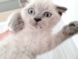 Scottish Fold Blue Point Bal Köpüğü Yavru