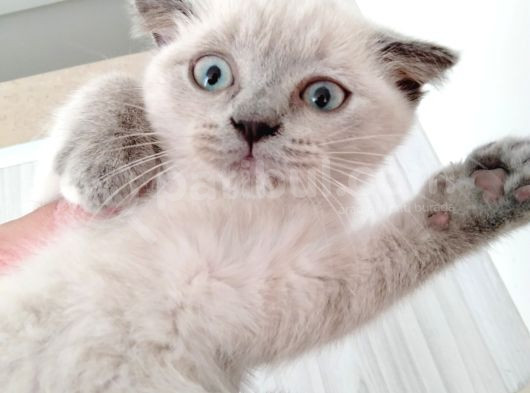 Scottish Fold Blue Point Bal Köpüğü Yavru görsel