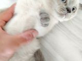 Scottish Fold Blue Point Bal Köpüğü Yavru