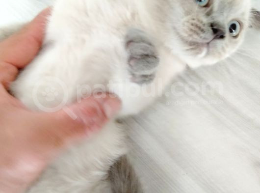 Scottish Fold Blue Point Bal Köpüğü Yavru görsel