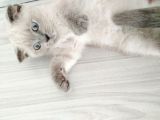 Scottish Fold Blue Point Bal Köpüğü Yavru