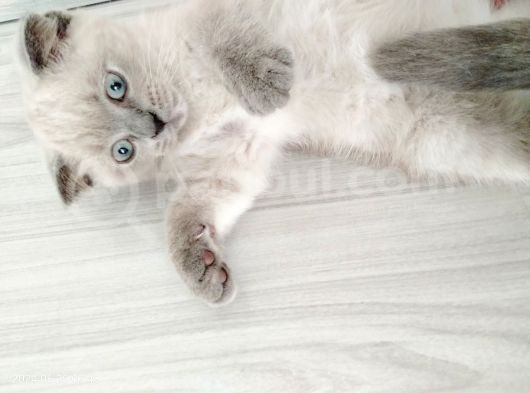 Scottish Fold Blue Point Bal Köpüğü Yavru görsel