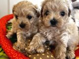 Güzeller güzeli Maltipoo yavrular