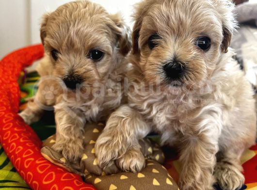 Güzeller Güzeli Maltipoo Yavrular