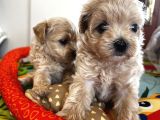 Güzeller Güzeli Maltipoo Yavrular