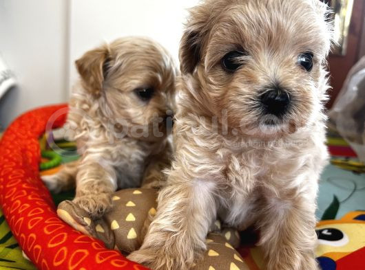 Güzeller Güzeli Maltipoo Yavrular görsel