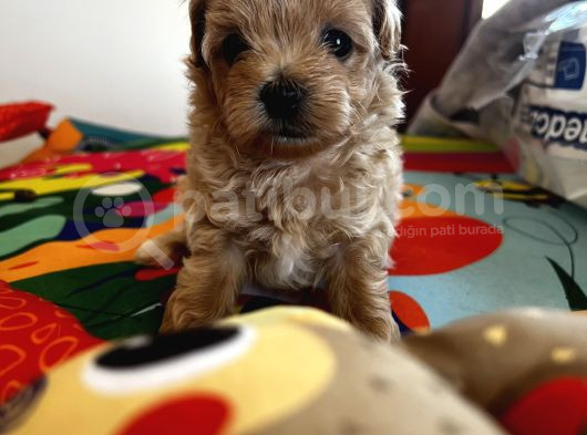 Güzeller Güzeli Maltipoo Yavrular görsel