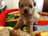Güzeller Güzeli Maltipoo Yavrular