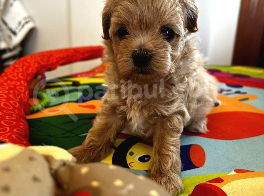 Güzeller Güzeli Maltipoo Yavrular görsel