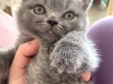 2 Aylık Yavru Kedi