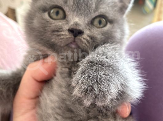 2 Aylık Yavru Kedi görsel