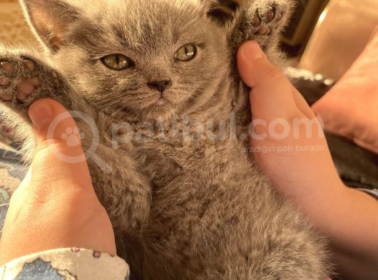 2 Aylık Yavru Kedi görsel