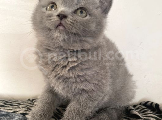 2 Aylık Yavru Kedi görsel