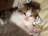 2 Aylık Çok Cana Yakın Yavru Kedi
