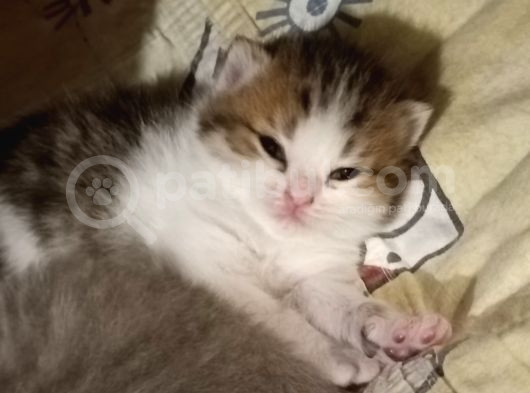 2 Aylık Çok Cana Yakın Yavru Kedi görsel