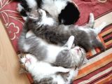 2 Aylık Çok Cana Yakın Yavru Kedi